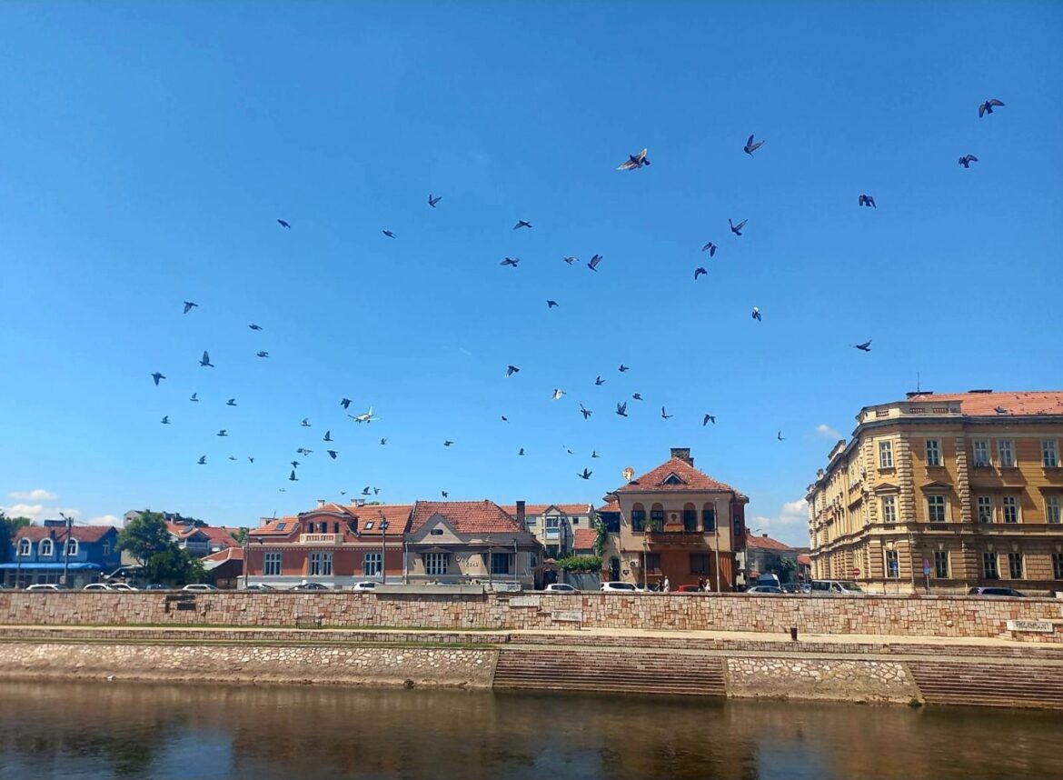 nisava, vreme, ptice